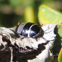 Ellipsidion australe at Conder, ACT - 11 Sep 2016 02:06 PM