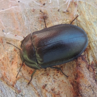 Pterohelaeus striatopunctatus (Darkling beetle) at Pollinator-friendly garden Conder - 12 Sep 2016 by michaelb