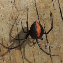 Latrodectus hasselti (Redback Spider) at Pollinator-friendly garden Conder - 8 Feb 2016 by michaelb