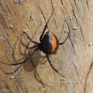 Latrodectus hasselti at Conder, ACT - 8 Feb 2016