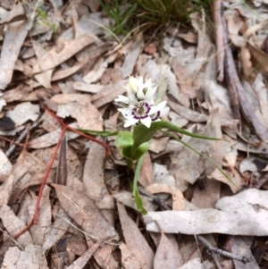 Wurmbea dioica subsp. dioica at Fraser, ACT - 13 Sep 2016