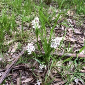 Wurmbea dioica subsp. dioica at Fraser, ACT - 13 Sep 2016