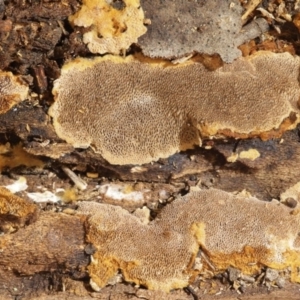 Phellinus sp. (resupinate) at Macquarie, ACT - 3 Aug 2016