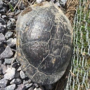 Chelodina longicollis at Gungahlin, ACT - 14 Sep 2016 09:14 AM