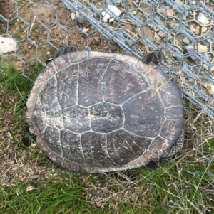 Chelodina longicollis at Gungahlin, ACT - 14 Sep 2016