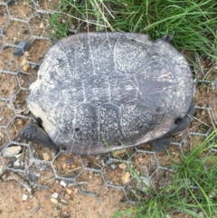 Chelodina longicollis (Eastern Long-necked Turtle) at Gungahlin, ACT - 14 Sep 2016 by Jen