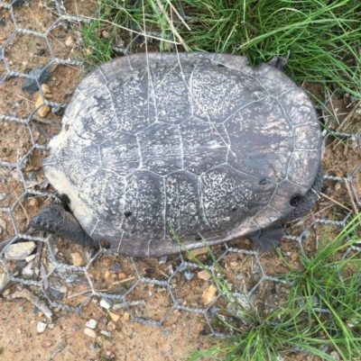 Chelodina longicollis (Eastern Long-necked Turtle) at Mulligans Flat - 13 Sep 2016 by Jen