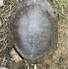 Chelodina longicollis (Eastern Long-necked Turtle) at Mulligans Flat - 14 Sep 2016 by Jen