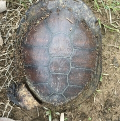 Chelodina longicollis (Eastern Long-necked Turtle) at Gungahlin, ACT - 14 Sep 2016 by Jen