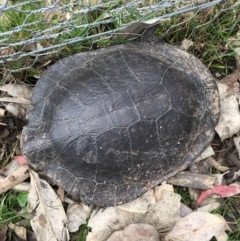 Chelodina longicollis (Eastern Long-necked Turtle) at Gungahlin, ACT - 14 Sep 2016 by Jen