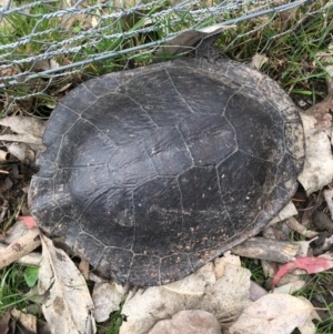 Chelodina longicollis at Gungahlin, ACT - 14 Sep 2016 10:39 AM