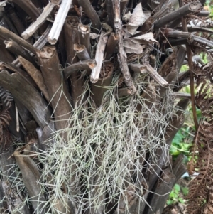 Tillandsia sp. at Chisholm, ACT - 14 Sep 2016 01:10 PM