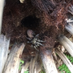 Arbanitis sp. (genus) (An armoured trapdoor spider) at Giralang, ACT - 14 Sep 2016 by Denise