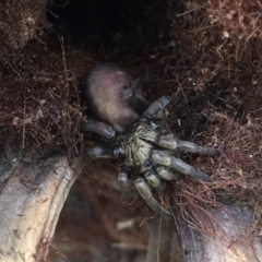 Arbanitis sp. (genus) at Giralang, ACT - 14 Sep 2016