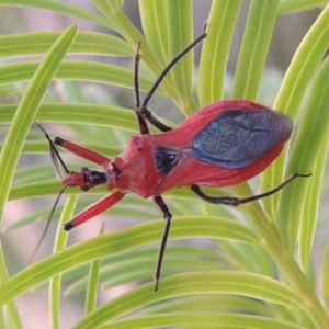 Gminatus australis at Greenway, ACT - 19 Dec 2015 08:34 PM