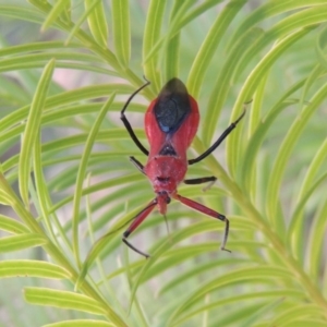 Gminatus australis at Greenway, ACT - 19 Dec 2015