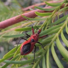 Gminatus australis at Greenway, ACT - 19 Dec 2015 08:34 PM