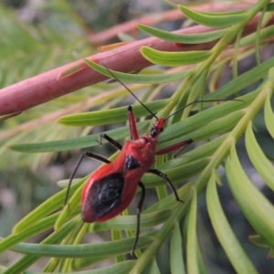 Gminatus australis at Greenway, ACT - 19 Dec 2015