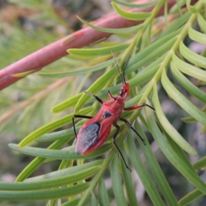 Gminatus australis at Greenway, ACT - 19 Dec 2015