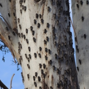 Psaltoda moerens at Tharwa, ACT - 1 Dec 2013 06:42 PM