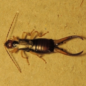 Forficula auricularia at Conder, ACT - 10 Oct 2015 10:58 PM