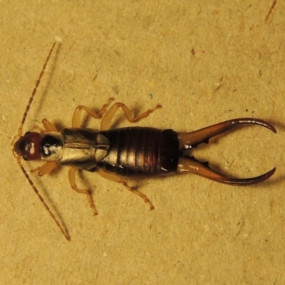 Forficula auricularia (European Earwig) at Conder, ACT - 10 Oct 2015 by michaelb
