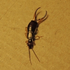 Forficula auricularia at Conder, ACT - 10 Oct 2015 10:58 PM