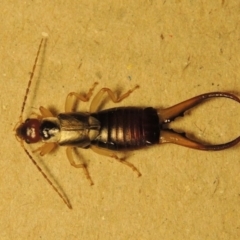 Forficula auricularia at Conder, ACT - 10 Oct 2015 10:58 PM