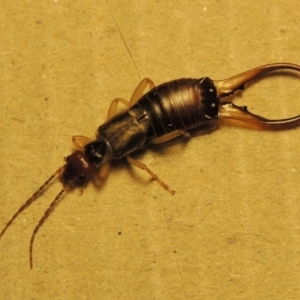 Forficula auricularia at Conder, ACT - 10 Oct 2015 10:58 PM