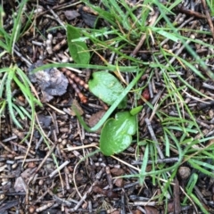 Ophioglossum lusitanicum (Adder's Tongue) at Mount Majura - 14 Sep 2016 by petersan