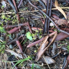 Eriochilus cucullatus (Parson's Bands) at Mount Majura - 15 Sep 2016 by petersan