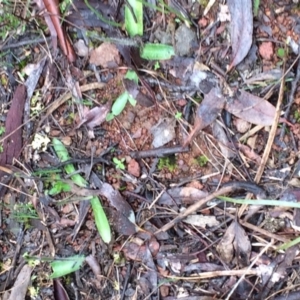 Glossodia major at Canberra Central, ACT - 15 Sep 2016