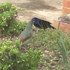 Ptilonorhynchus violaceus (Satin Bowerbird) at Griffith, ACT - 15 Sep 2016 by Speedsta