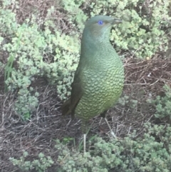 Ptilonorhynchus violaceus at Griffith, ACT - 15 Sep 2016 12:00 AM