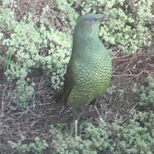 Ptilonorhynchus violaceus at Griffith, ACT - 15 Sep 2016 12:00 AM