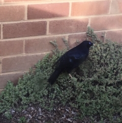 Ptilonorhynchus violaceus (Satin Bowerbird) at Griffith, ACT - 14 Sep 2016 by Speedsta