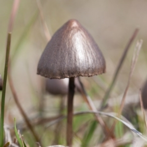 Panaeolus sp. at Murrumbateman, NSW - 13 Sep 2016 12:37 PM