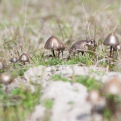 Panaeolus sp. at Murrumbateman, NSW - 13 Sep 2016