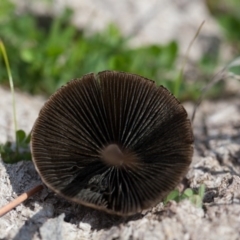 Panaeolus sp. at Murrumbateman, NSW - 13 Sep 2016 12:37 PM