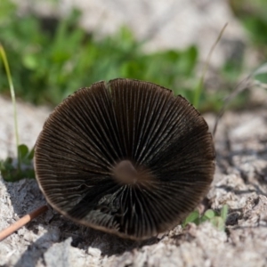 Panaeolus sp. at Murrumbateman, NSW - 13 Sep 2016 12:37 PM