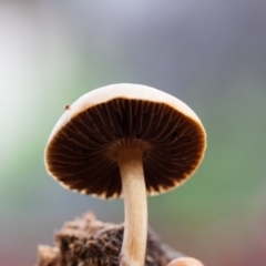 Stropharia sp. (Stropharia) at Murrumbateman, NSW - 14 Sep 2016 by SallyandPeter