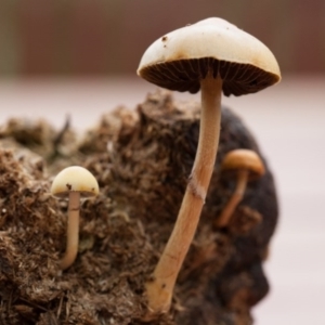 Stropharia sp. at Murrumbateman, NSW - 14 Sep 2016