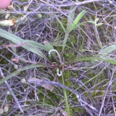 Microseris walteri (Yam Daisy, Murnong) at Majura, ACT - 15 Sep 2016 by SilkeSma