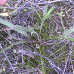 Microseris walteri at Majura, ACT - 15 Sep 2016 05:12 PM