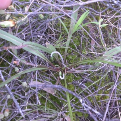 Microseris walteri (Yam Daisy, Murnong) at Majura, ACT - 15 Sep 2016 by SilkeSma