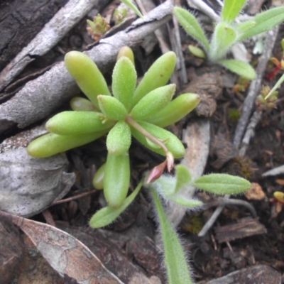 Calandrinia eremaea (Small Purslane) at Mount Ainslie - 15 Sep 2016 by SilkeSma
