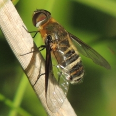 Villa sp. (genus) (Unidentified Villa bee fly) at Fadden, ACT - 7 Jan 2016 by MichaelBedingfield