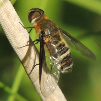 Villa sp. (genus) (Unidentified Villa bee fly) at Fadden, ACT - 7 Jan 2016 by MichaelBedingfield