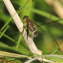 Villa sp. (genus) at Fadden, ACT - 7 Jan 2016 07:01 PM