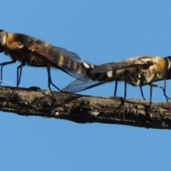 Villa sp. (genus) at Fadden, ACT - 7 Jan 2016 07:01 PM